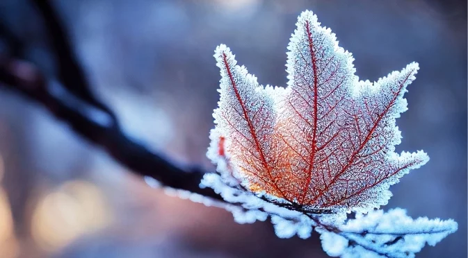 "Пуйчо, защо ми отговаряш на македонски?" Проф. Рачев се оплака от AI и каза, че снежинките  идват