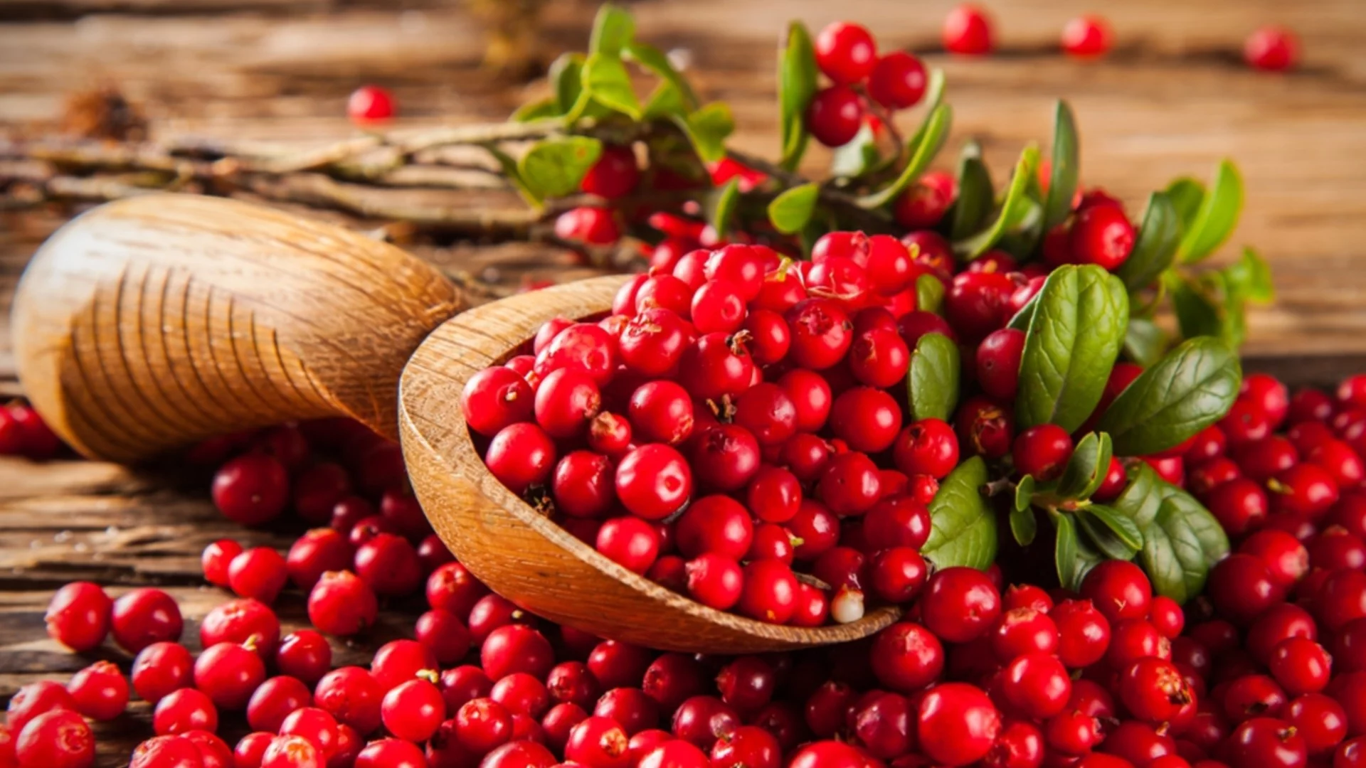 Кога да засаждате и как да се грижите за червени боровинки в градината