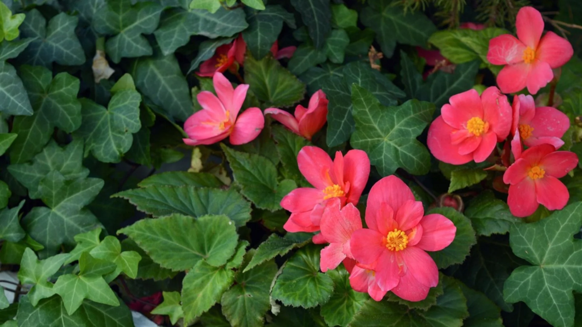 Увивни растения, които никога не бива да отглеждате край дома си  