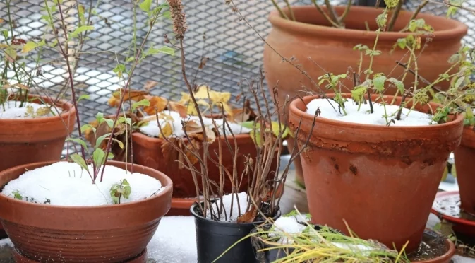 Какво да направим, ако листата на саксийните цветя пожълтяват през зимата