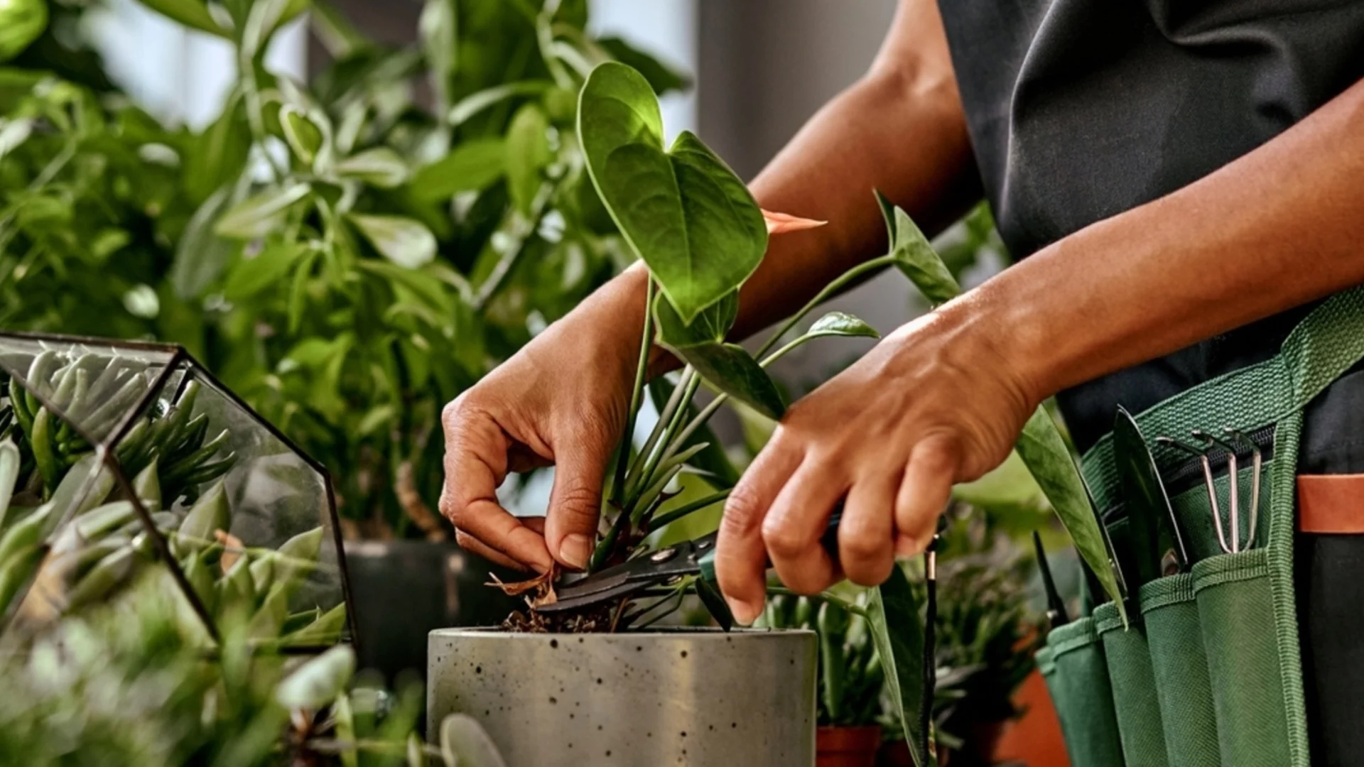 Стайни растения, които можете да размножавате през зимата 