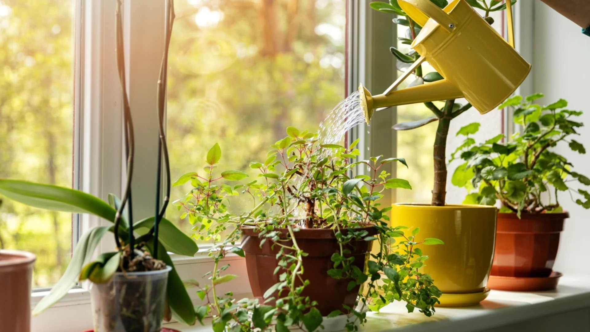 Какви грешки да избягваме при поливане на стайните растения през зимата
