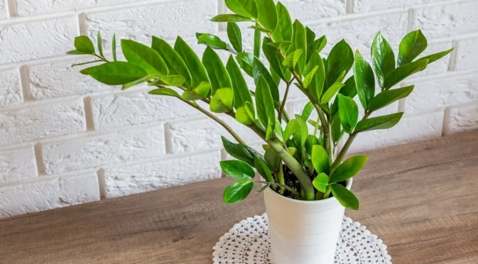 Как се отразява отоплението на саксийните цветя през зимата