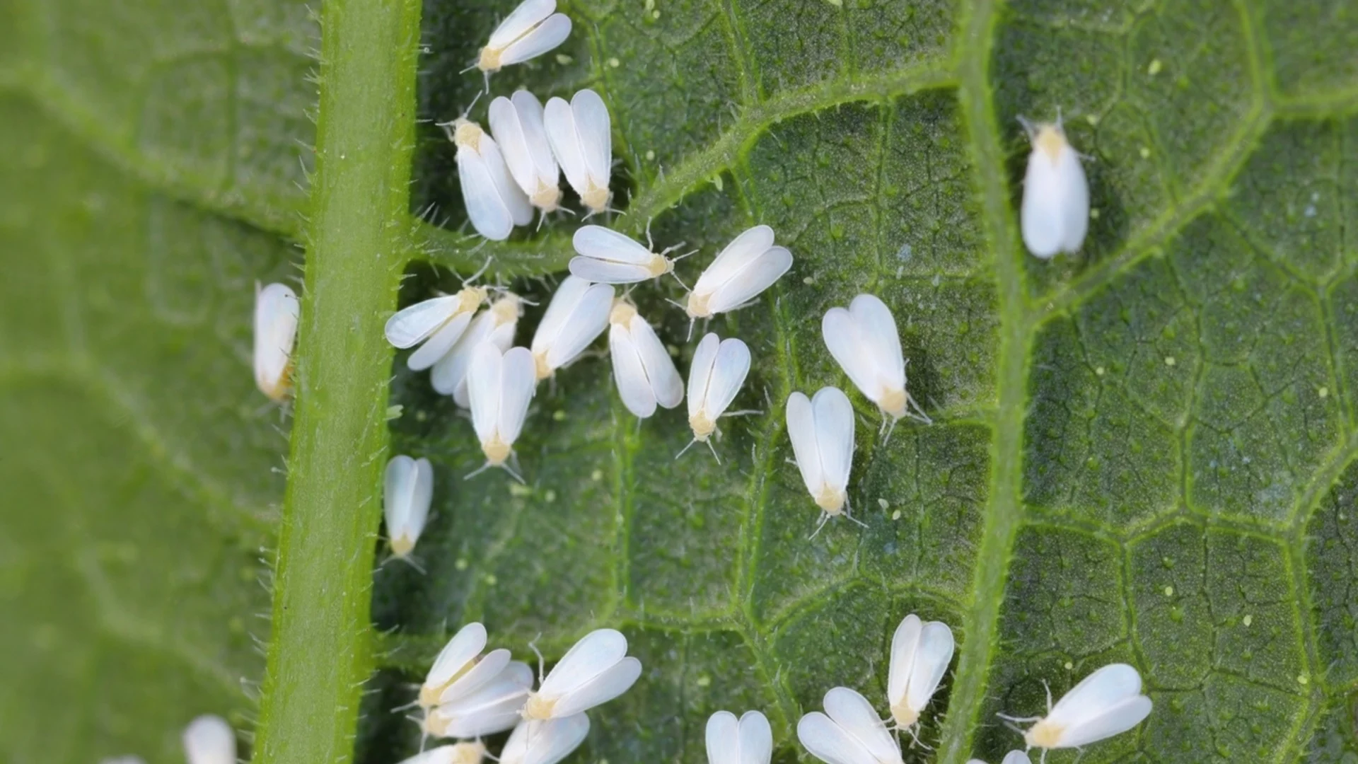 Грешката в есенната поддръжка, която превръща градината ви в развъдник на вредители 