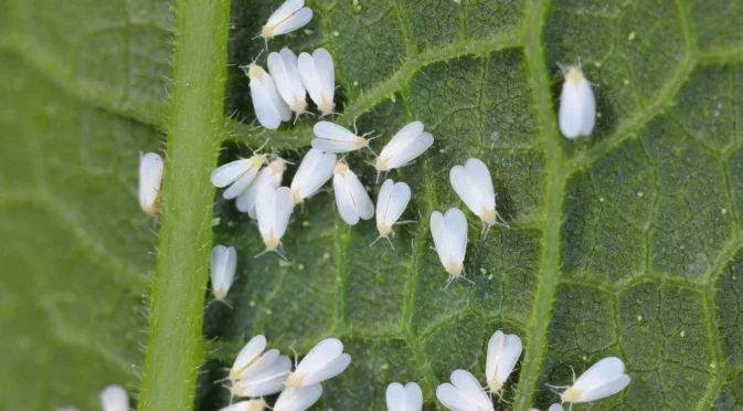 Грешката в есенната поддръжка, която превръща градината ви в развъдник на вредители 