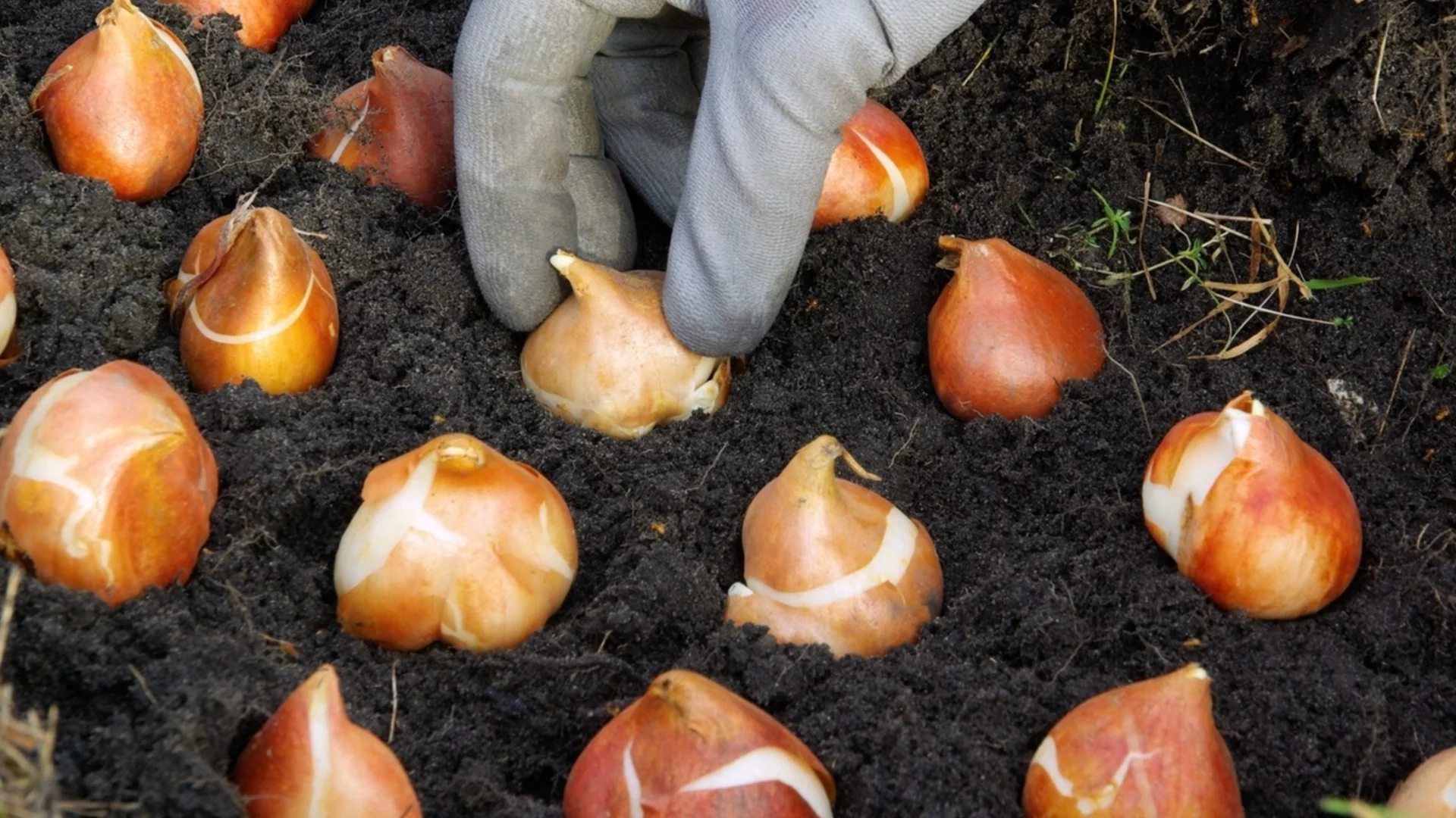 Как да съхраняваме нежни луковици за пролетта
