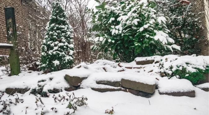 Най-доброто място за съхранение на растения на открито, за да процъфтяват през зимата
