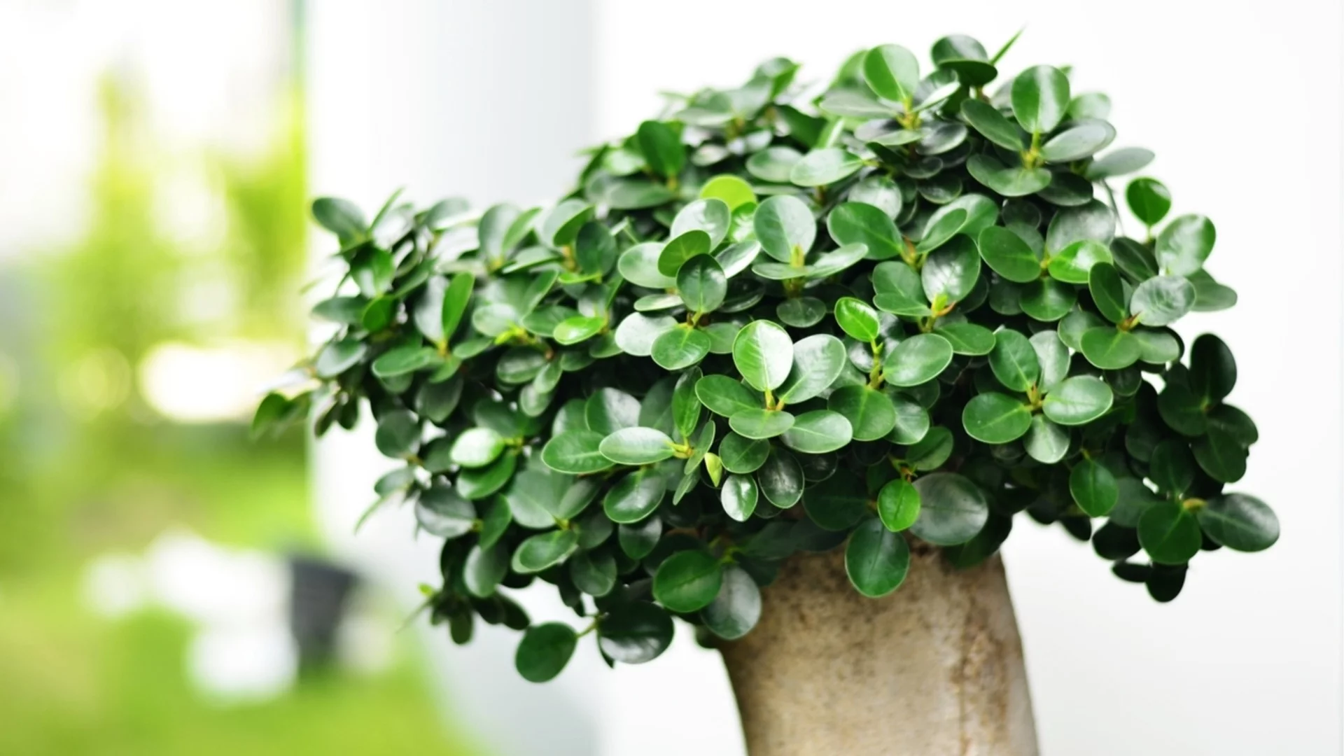 Растения, които са идеални подаръци: Привличат просперитет и изобилие в дома