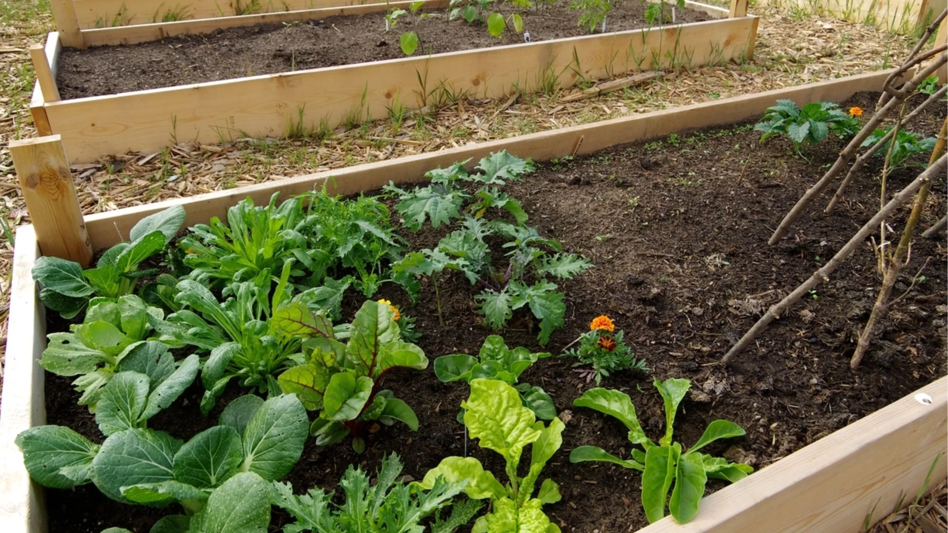 Какво да правите с почвата от повдигнати градински лехи през зимата   