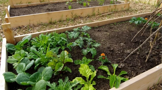 Какво да правите с почвата от повдигнати градински лехи през зимата   