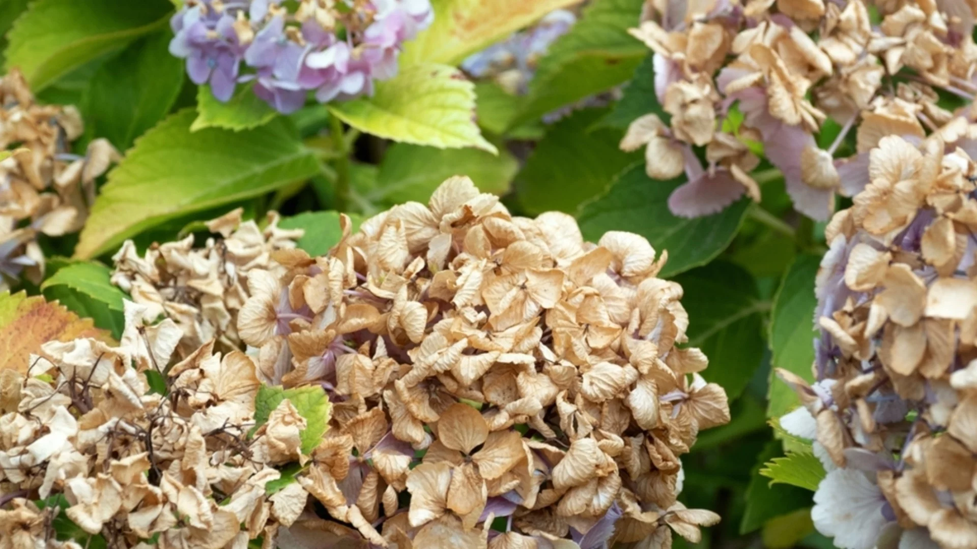 Най-честите болести по хортензиите