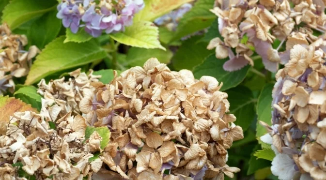 Най-честите болести по хортензиите