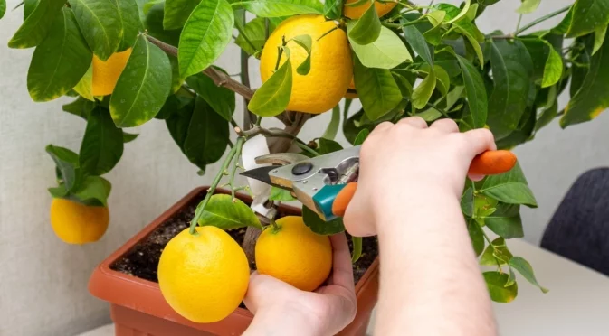 Трик, с който вашето лимоново дърво ще дава плодове на закрито през зимата  