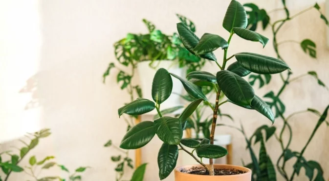 Как да поддържате листата на вашето стайно растение през зимата  