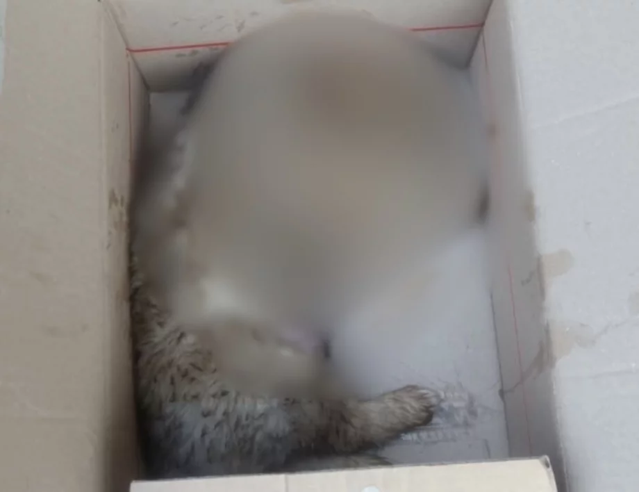 Нов случай на сгазено кученце - този път в Якоруда (ВИДEО)