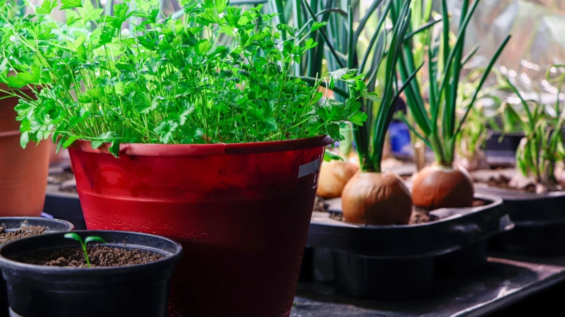 Билки, които можете да отглеждате в кухнята си