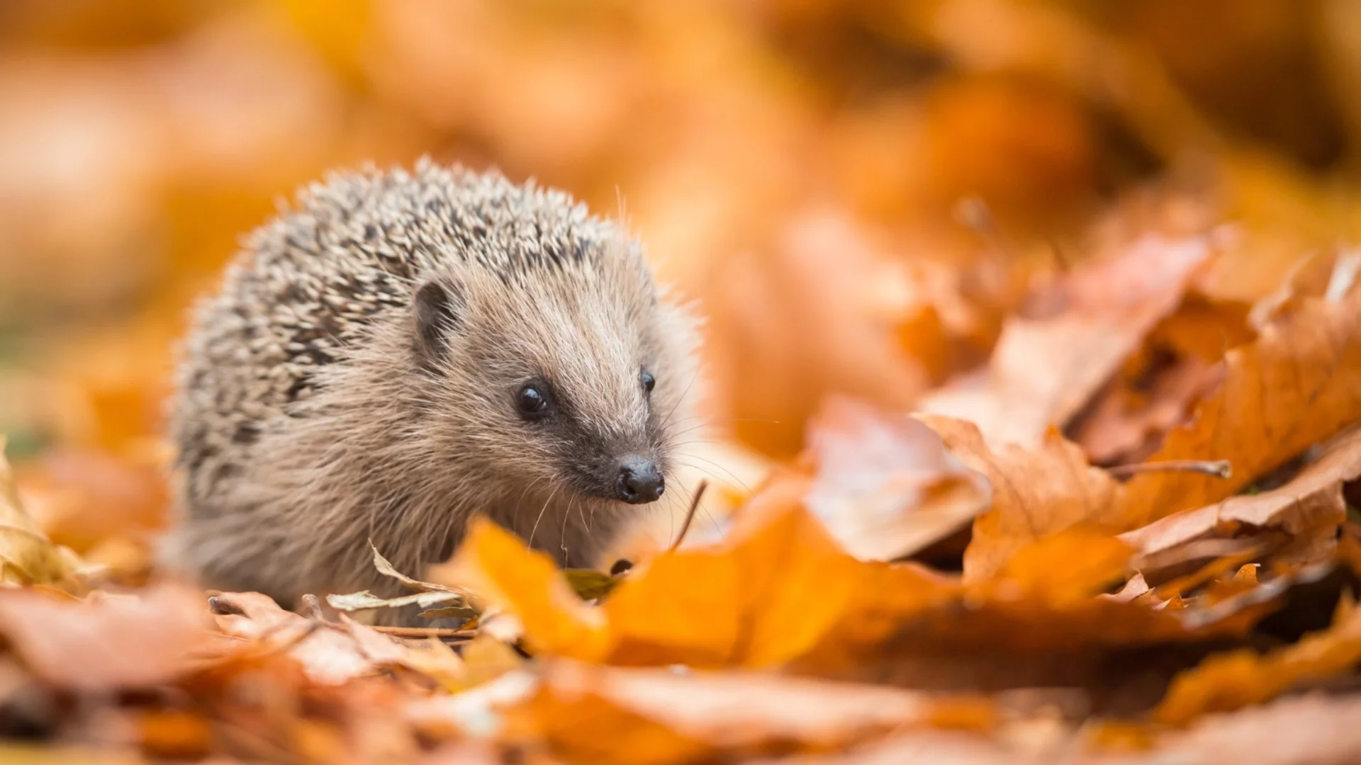 Прогноза за времето - 17 ноември 2025 г. (сряда)