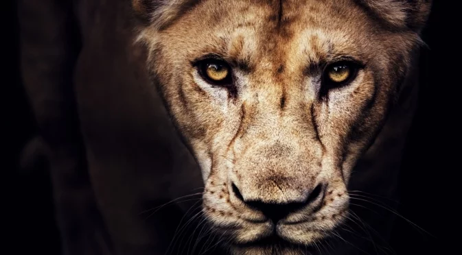 Заради разбита ключалка: Две лъвици избягаха от зоопарк в Украйна (ВИДЕО)