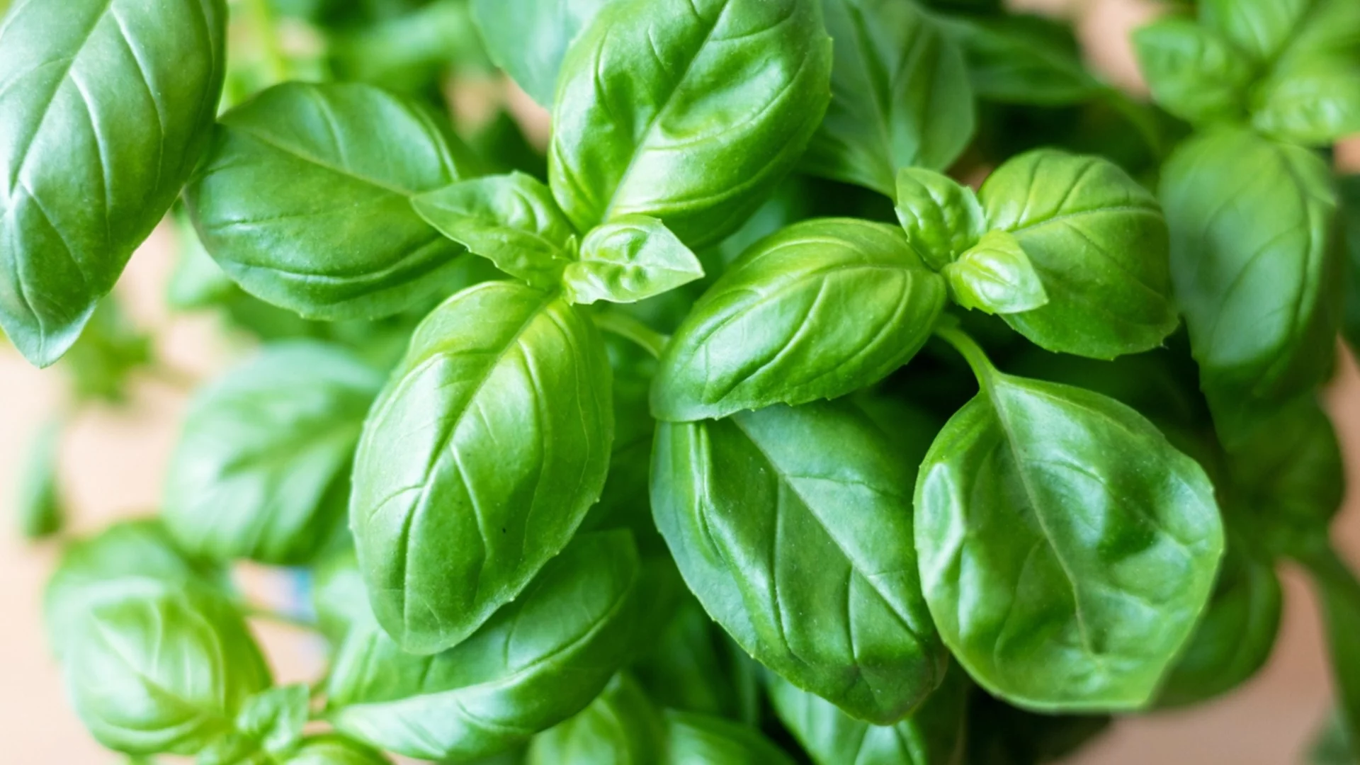 Как да отглеждате босилек на закрито