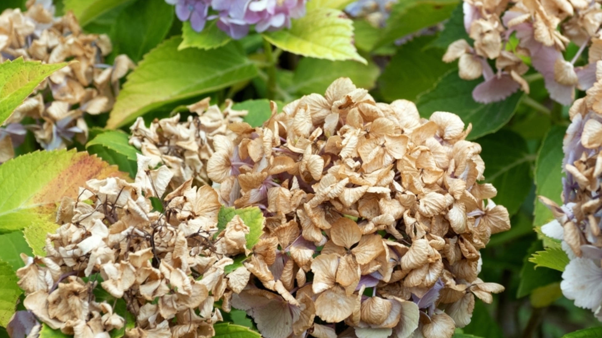 Как да подготвите хортензиите за зимата