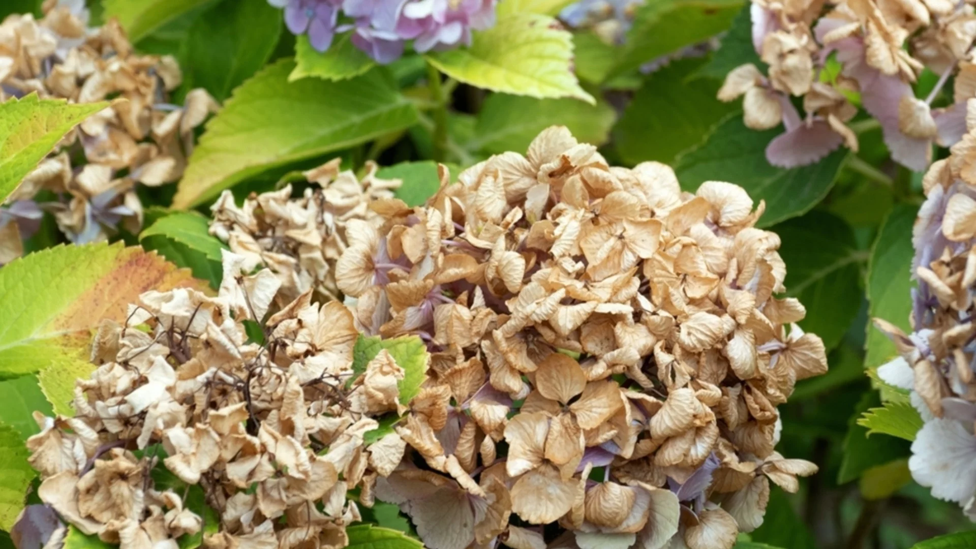 Как да подготвите хортензиите за зимата