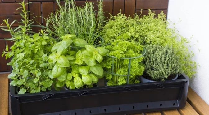 Билки, които можете лесно да размножите чрез резници през зимата 