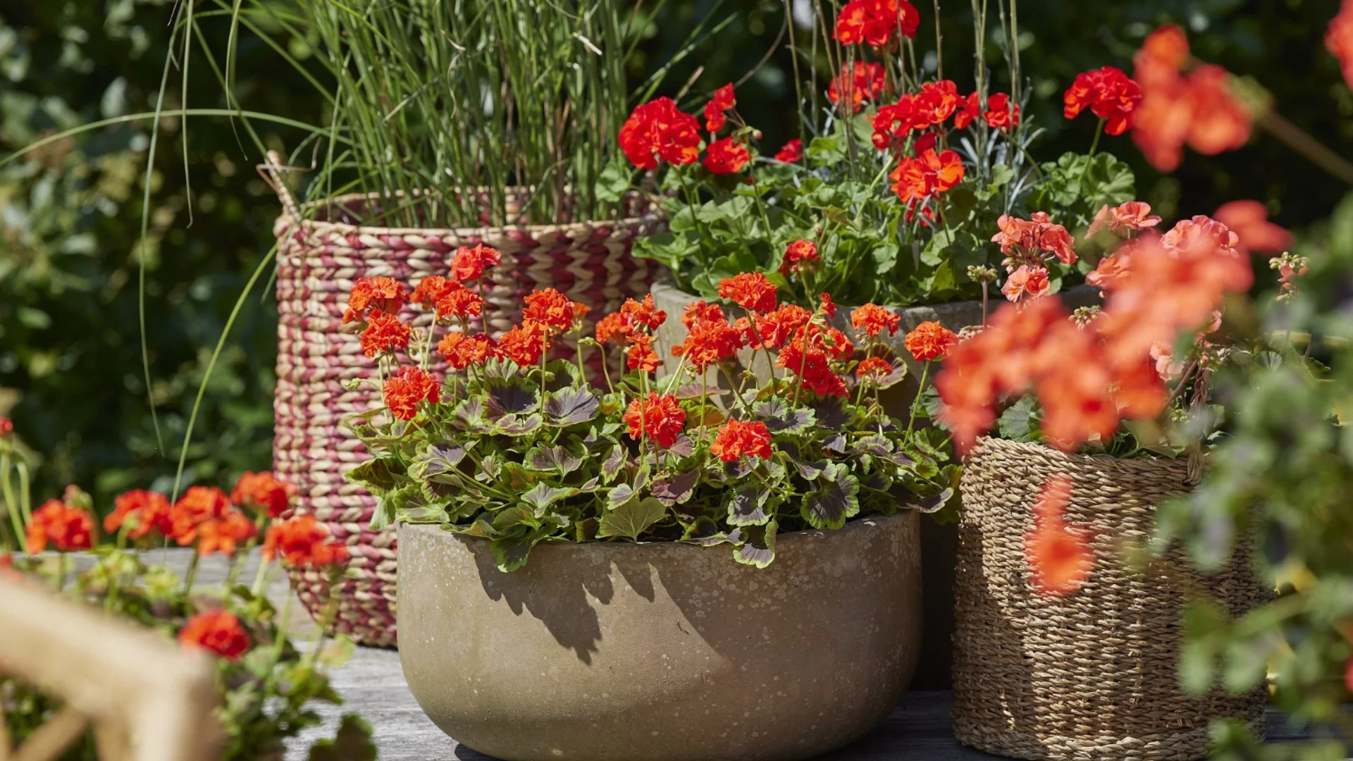 Може ли мушкато да презимува навън и при какви условия