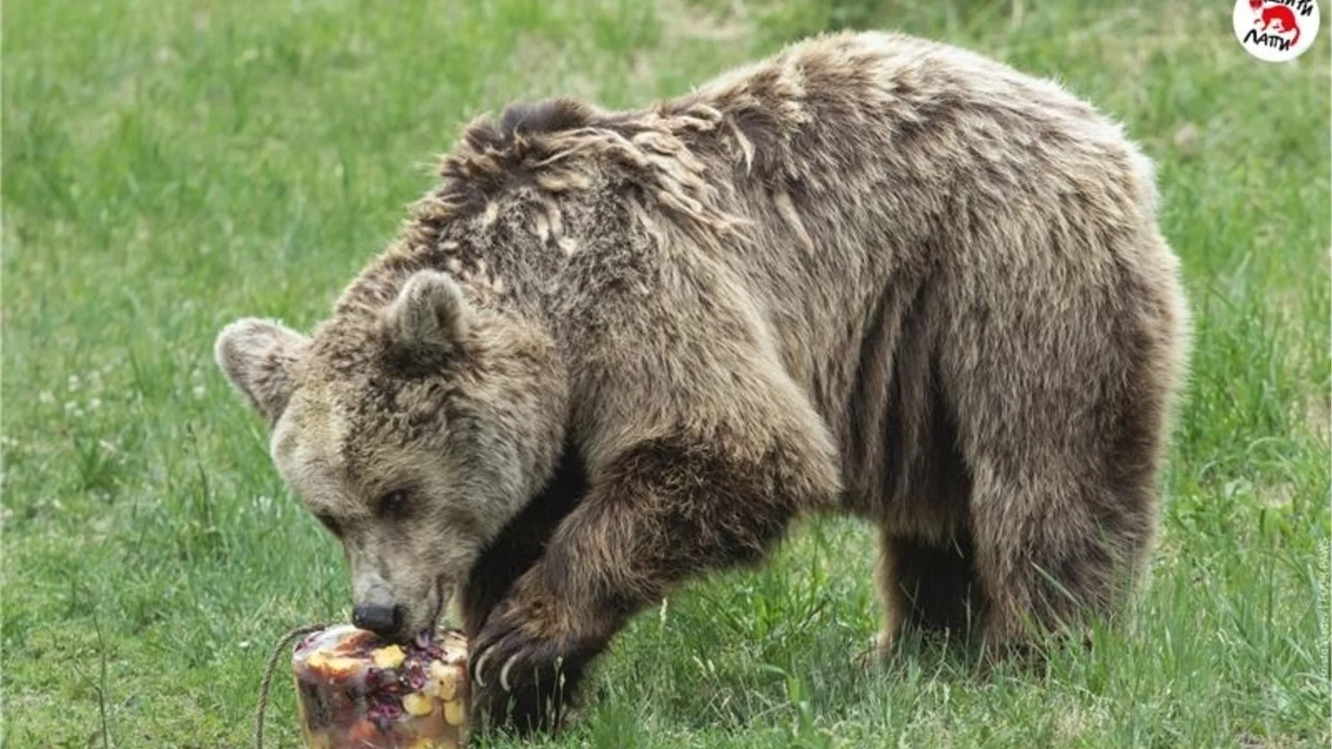 Този път заради мечка: Денонощни патрули в Карлово