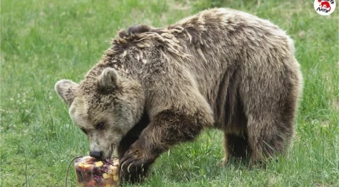 Този път заради мечка: Денонощни патрули в Карлово