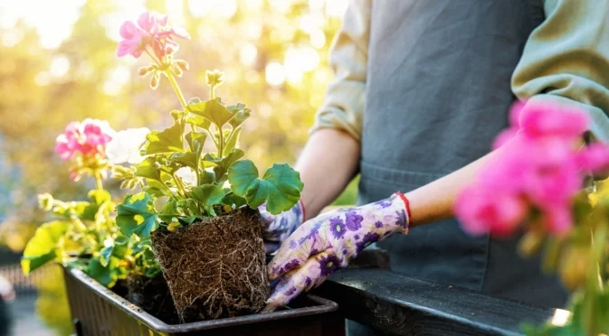 Как се пази мушкатото от вредители и мухъл през зимата