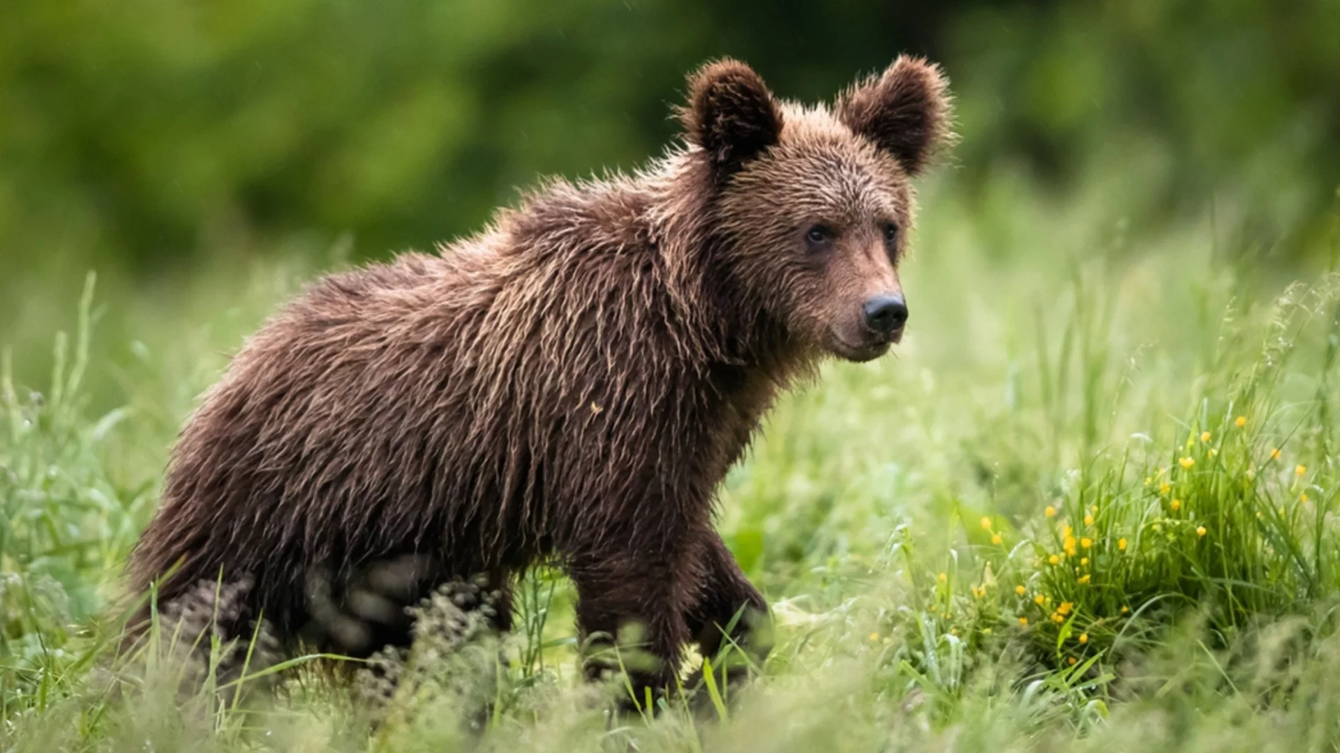Обезглавиха мечка в Гърция