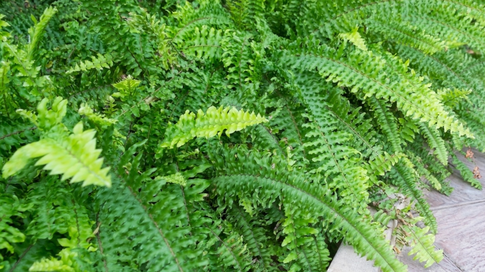 Как да презимувате папрат