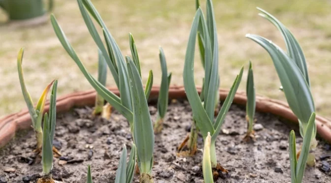 Как да изберем правилното време за засаждане на зимен чесън