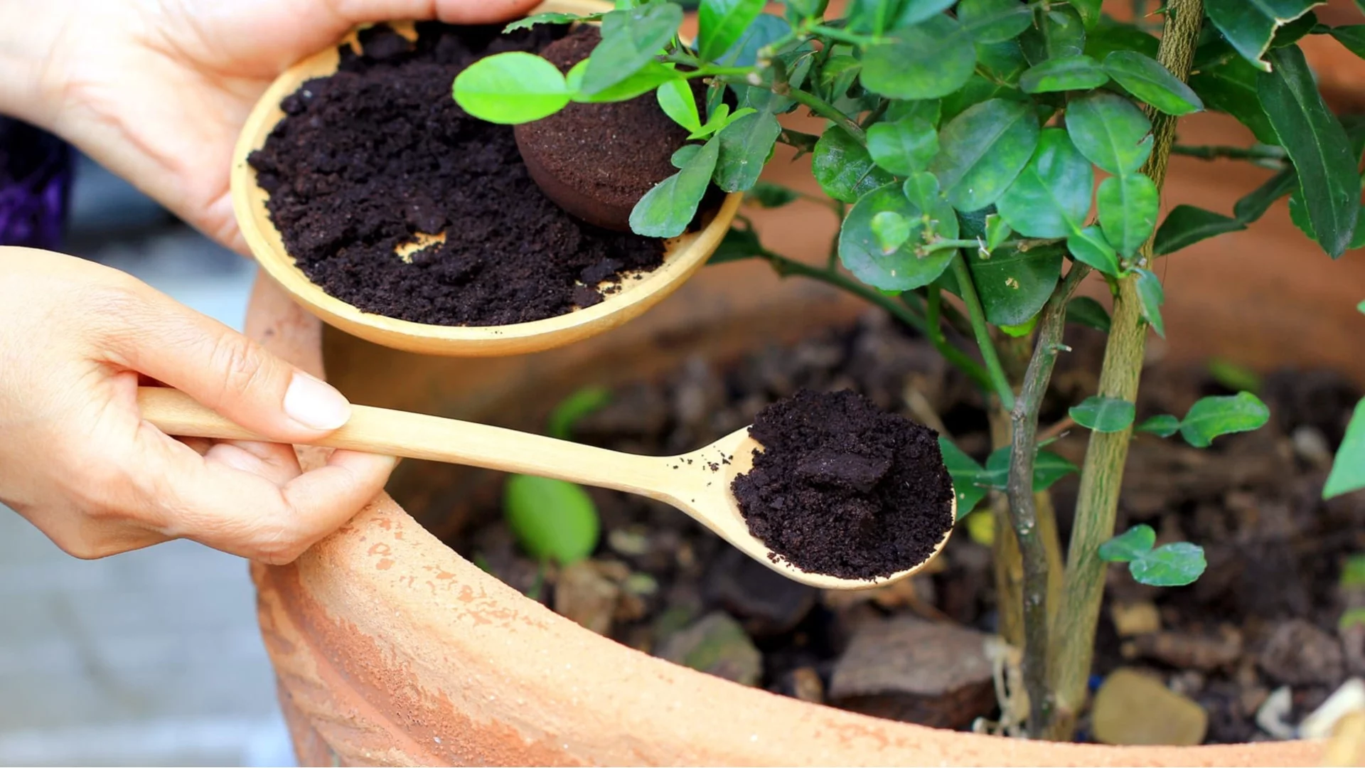 Как се подхранват цветята, които цъфтят през зимата, без да се натоварят