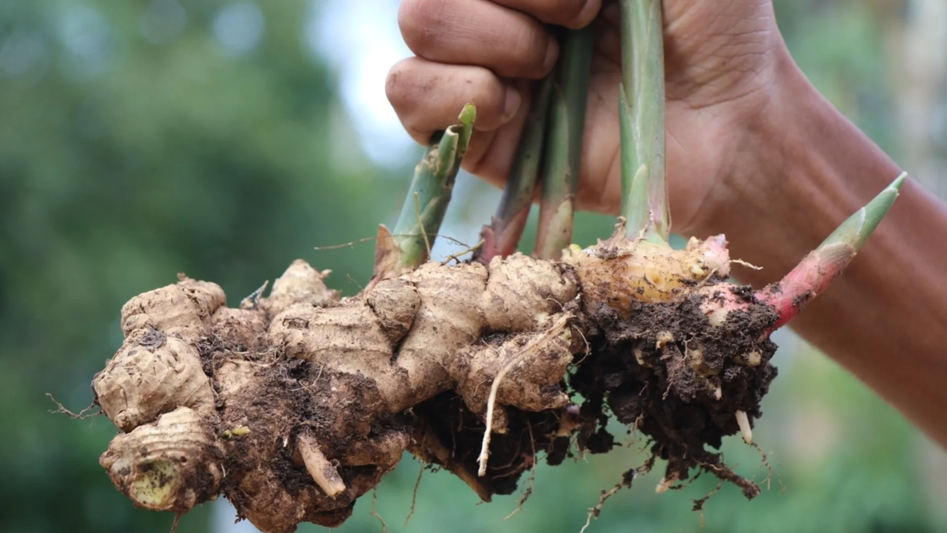 Как да отглеждате джинджифил на закрито за целогодишна реколта 