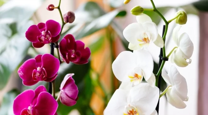 Кога и как е правилно да се подрязват орхидеите според вида им?