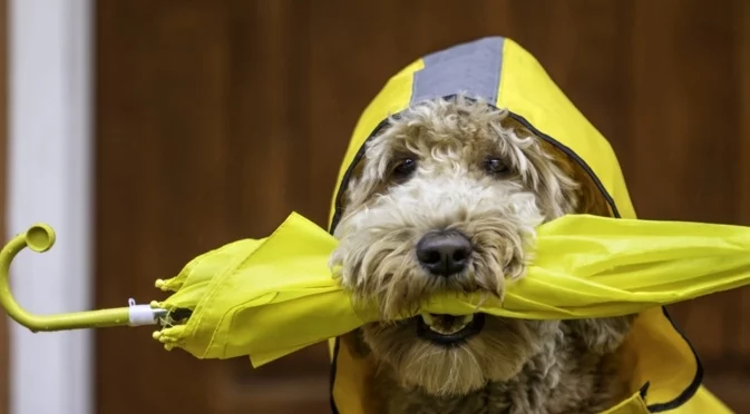 Жълт код за опасни валежи. Времето утре - 18 ноември 2025 г. (КАРТА)