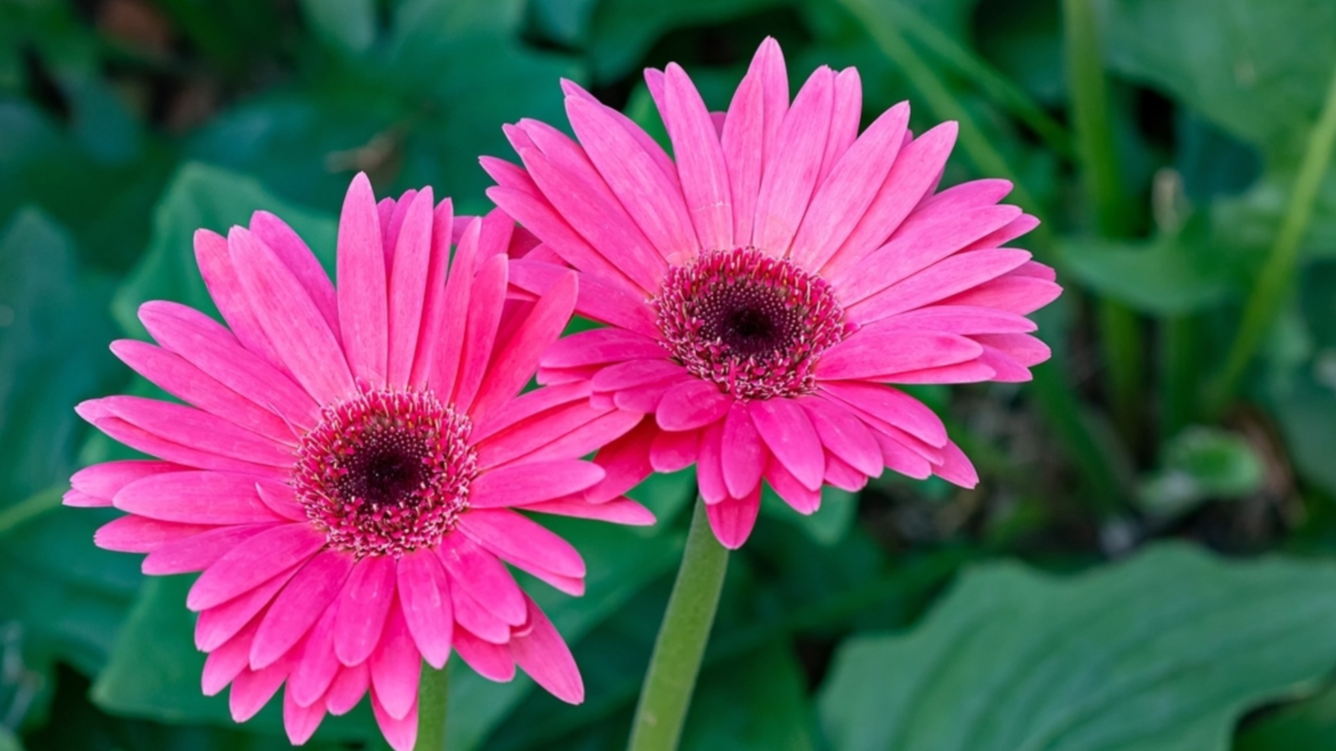 Как правилно да презимувате африкански маркаритки