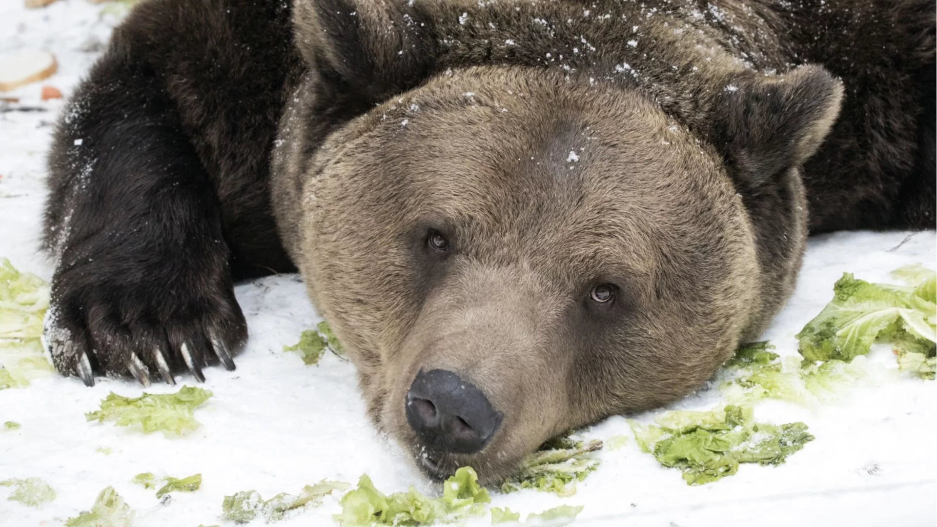 Паркът за мечки в Белица отбелязва 25 години от създаването си