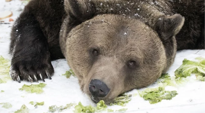 Паркът за мечки в Белица отбелязва 25 години от създаването си