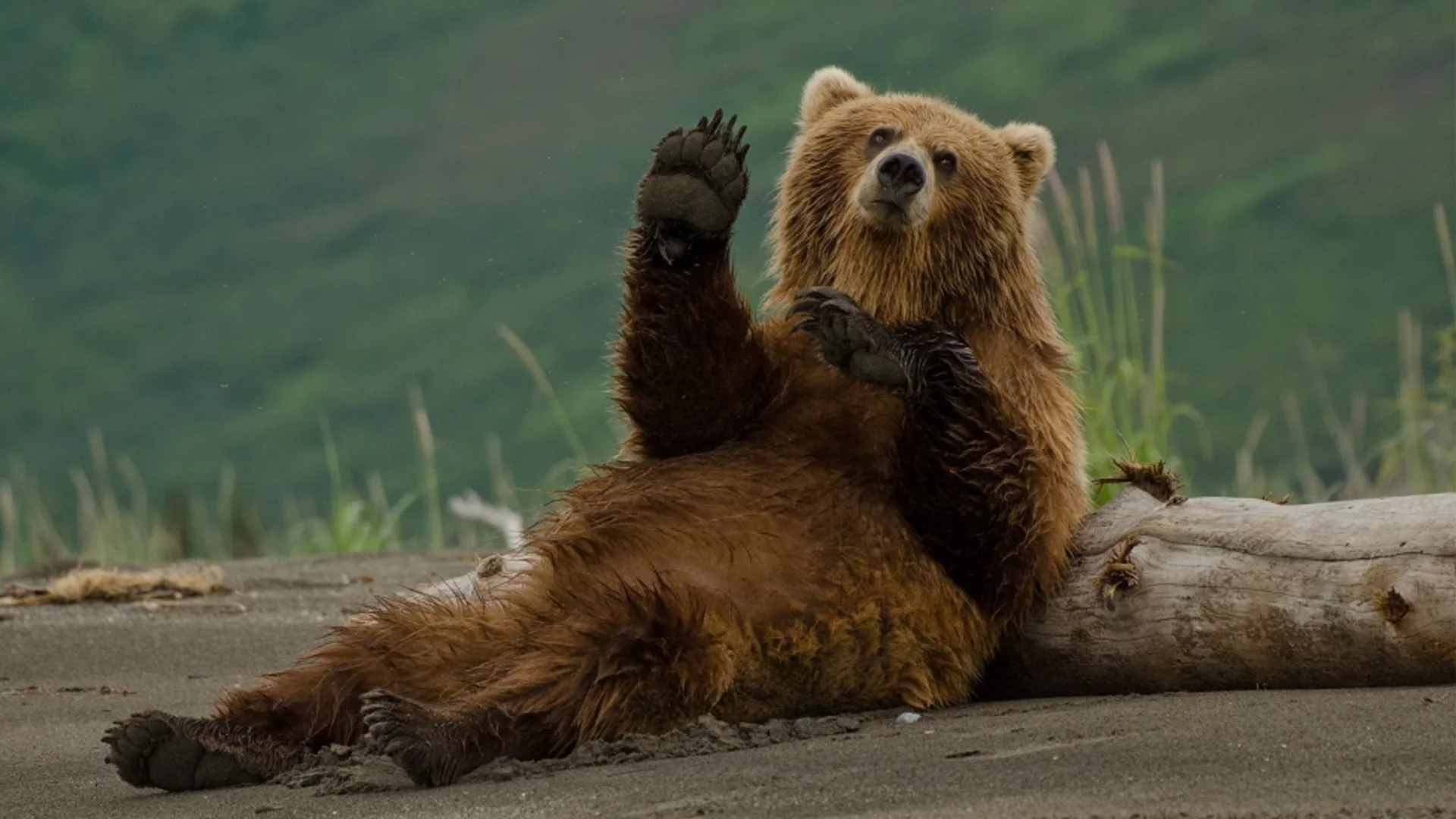 Протокол срещу мечки: Трима министри го подписаха