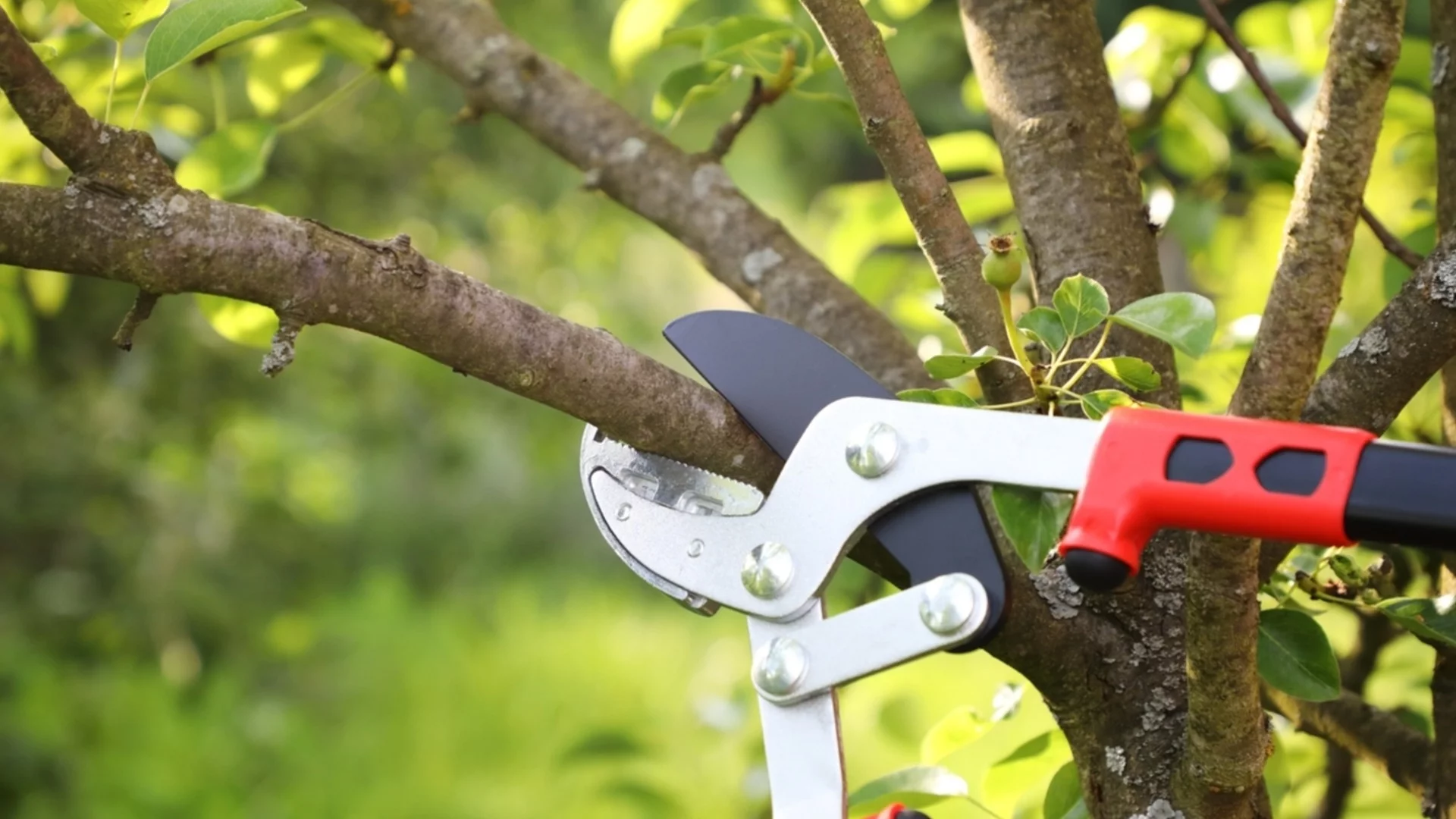 Овощни дървета, които да подрязвате през зимата за по-вкусна реколта през следващия сезон  