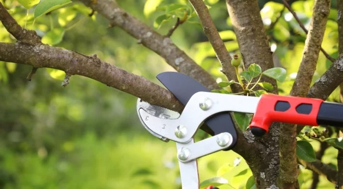 Овощни дървета, които да подрязвате през зимата за по-вкусна реколта през следващия сезон  