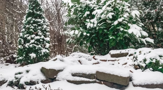 Най-добрата тор, с която трябва да подхранвате почвата и растенията през цялата зима