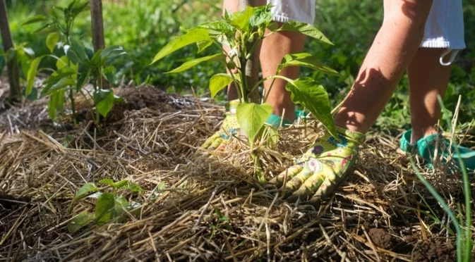 Растения, които се нуждаят от мулчиране през зимата 