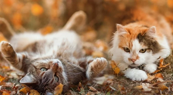 Силните дъждове сменят мястото. Времето утре - 19 ноември 2025 г. (КАРТА)