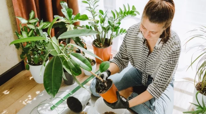 Може ли да пресаждате стайни растения през есента?