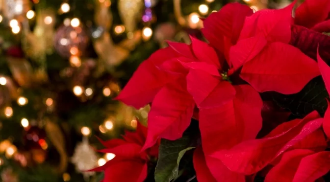 Kак да накарате коледната си звезда да цъфти отново  