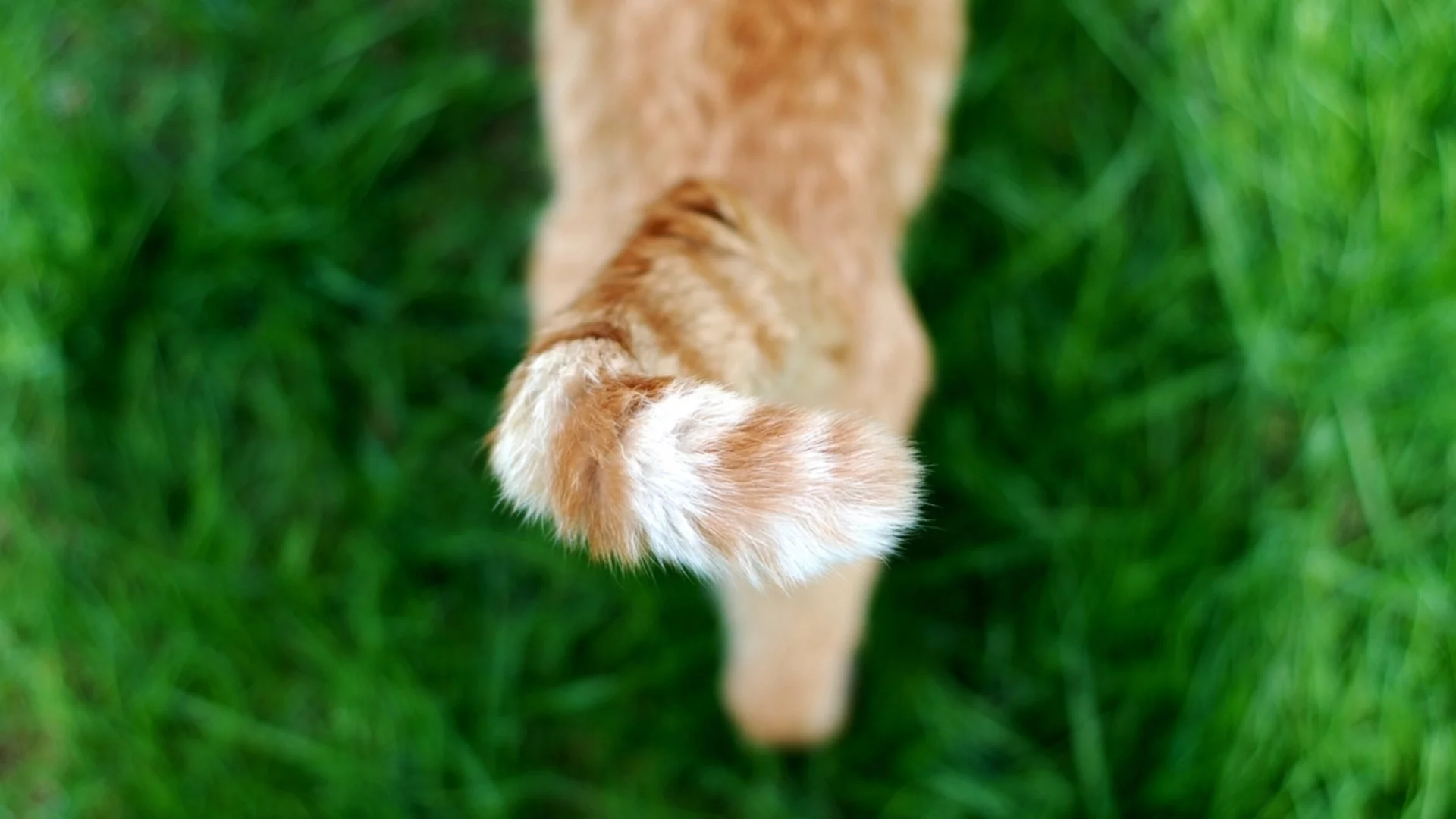 100 години по-късно: На Острова посрещат особен вид котки