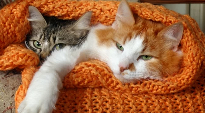 Проучване: Стопаните на котки са изправени пред висок риск от шизофрения